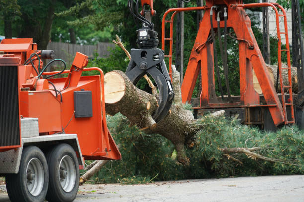 Best Arborist Services Near Me  in Painesville, OH